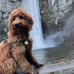 Galaxy - Goldendoodle
