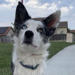 Border Collie puppies from Coalcyn Kennels