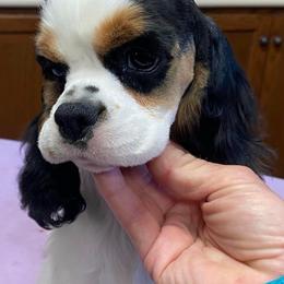 Danielle - Cocker Spaniel