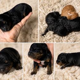 AKC-Toy-TriColored-Parti - Parti male Poodle puppy in Fort Worth, Texas from Ashley Ross Toy Poodles (AKC)