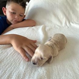 Moe - Cream male Dachshund puppy in Sebring, Florida from Mini Weenies