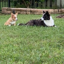 Cardigan Welsh Corgi Puppies from Penfro Corgis