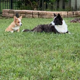Cardigan Welsh Corgi Puppies from Penfro Corgis