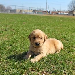Border Collie and Golden Retriever Puppies from Kreger's K9s
