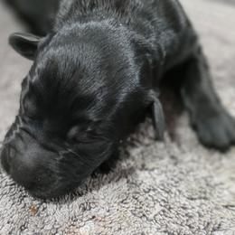 Female 5 - Black female Giant Schnauzer puppy in Mcneal, Arizona from Olympian Giant Schnauzers and Westie’s!