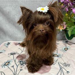 Lolita - Liver female Yorkshire Terrier puppy in California from Yorkie & Maltese Royalty