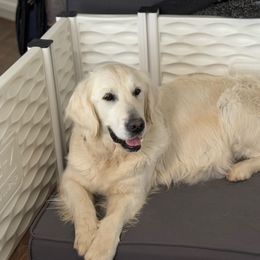Bridgett - Golden Retriever