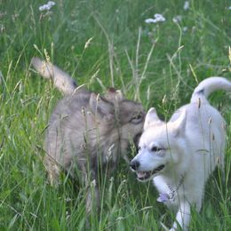 Native American Indian Dog Puppies from Seven Sisters Canids