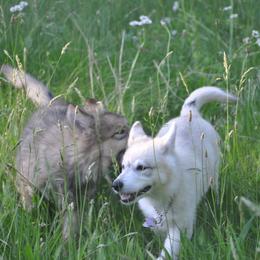 Native American Indian Dog Puppies from Seven Sisters Canids