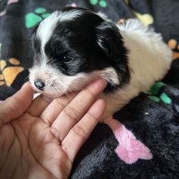 Spot - Parti male Yorkipoo puppy in Ocala, Florida from Top Notch Pupz