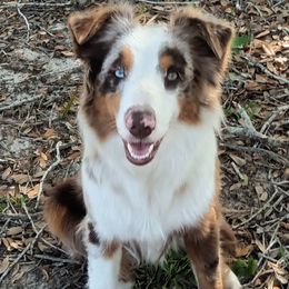 Australian Shepherds and Miniature Australian Shepherds from Rothsolid Puppies