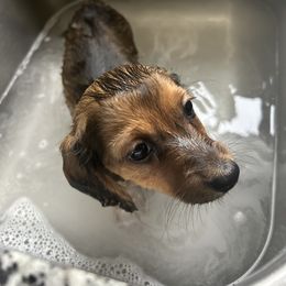 Dachshund Puppies from Zacha’s Doxie House