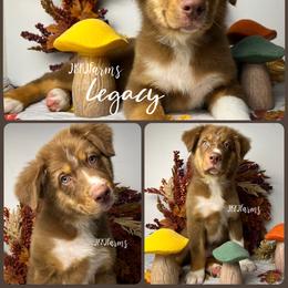 1 Legacy - Red tri-color male Australian Shepherd puppy in Huntington, Texas from JKKJ Farms, LLC