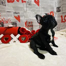 Java Noir - Brindle and white female French Bulldog puppy in Baytown, Texas from Le Grande Bulldogs