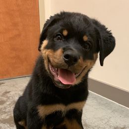 Rottweiler Puppies from Von Haenns