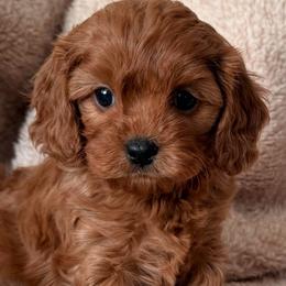 Velvet - Red female Cavapoo puppy in Beckley, West Virginia from By Design Doodles