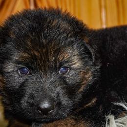 Purple Collar - Black and red female German Shepherd puppy in Howell, Michigan from Sheyenne’s Shepherds