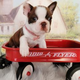 Boston Terrier Puppies from Our Gang Bostons