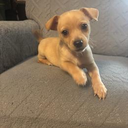 Potato - Gold male Chihuahua puppy in Scranton, South Carolina from The Magnolia Pawlor, LLC