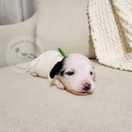 Dipstick - Piebald male Dachshund puppy in Dighton, Massachusetts from Powerdox Dachshunds