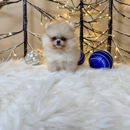 Ginger - Orange parti female Pomeranian puppy in Millstone Township, New Jersey from Couture_frenchies_and_pomeranian
