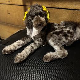 Aussiedoodle Puppies from Dani's Dandy Doodles