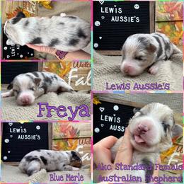 Freya - Blue merle female Australian Shepherd puppy in Purcell, Oklahoma from Lewis Aussie’s & Corgi’s