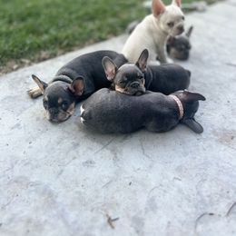 French Bulldog Puppies from Prestige French Bulldogs