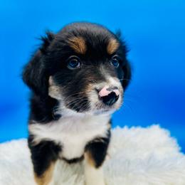 Riggs - Black tri-color Australian Shepherd puppy in Vista, California from Cummings Family Aussies
