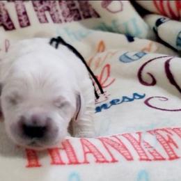 Mr. Black - Light golden male Golden Retriever puppy in Campton, Kentucky from ElkRidge Goldens