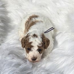 Boy 5 - male Goldendoodle puppy in Shelby Township, Michigan from Shelby Doodles MI LLC
