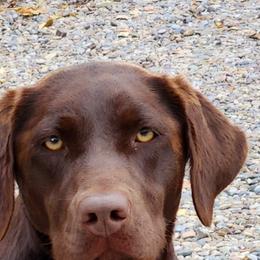 Charlie - Labrador Retriever