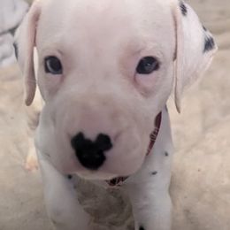 Boy 2 Milwaukee Red Collar - White and black male Dalmatian puppy in Sebring, Florida from God It Covered In Spots Dalmatians