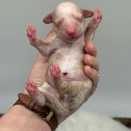 Sunflower (Sunny) - Red male Aussiedoodle puppy in Austin, Texas from Doodles of Central Texas