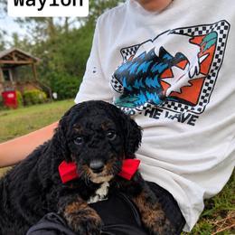 Waylon Jennings - Tri-color male Bernedoodle puppy in Augusta, Georgia from Ivey's Poodles & Doodles