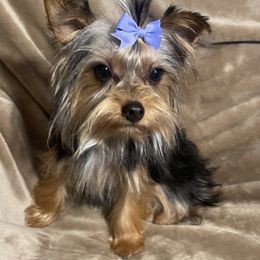 Companion Crosses and Yorkshire Terriers from Reed’s Breeds