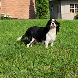 Cecilia - Cavalier King Charles Spaniel