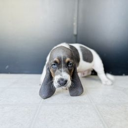 Basset Hound Puppies from Central Kentucky Basset Hounds