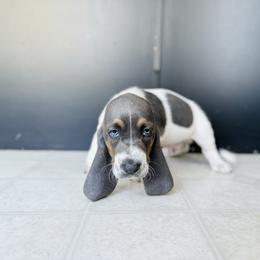 Basset Hound Puppies from Central Kentucky Basset Hounds