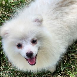 Kai - White male American Eskimo Dog puppy in Smithton, Illinois from Cortner Farms American Eskimo's