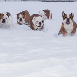 Bulldogs from Millwood Bulldogs