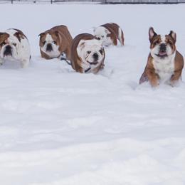 Bulldogs from Millwood Bulldogs