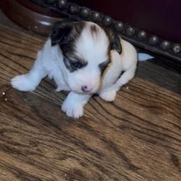 Chocolate tan Parti female Yorkie - Tan and white female Yorkshire Terrier puppy in Des Moines, Iowa from Diamond Yorkshire Terriers