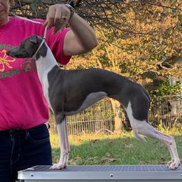 Mouse - Italian Greyhound
