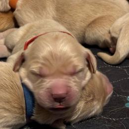 Red - Golden female Golden Retriever puppy in Peoria, Arizona from Westwing Retrievers
