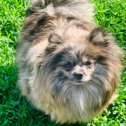 Pixel - Blue merle female Pomeranian puppy in Buck Valley, Pennsylvania from Buck Valley Pomeranians