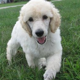Poodle Puppies from Targa Poodles