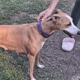 FUEGO - Whippet