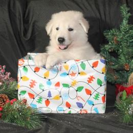 Opal -Hot Pink - White female German Shepherd puppy in Grimes County, Texas from Double H German Shepherds