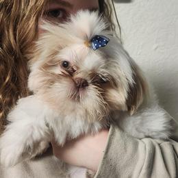 Benny - White male Shih Tzu puppy in Sapulpa, Oklahoma from Faith Hope and Love Shih Tzu's